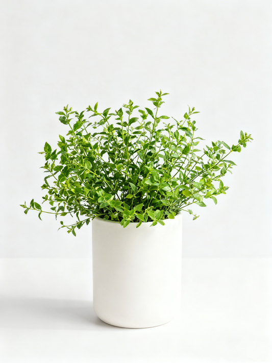 Handcrafted Smooth Ceramic Decor Pot