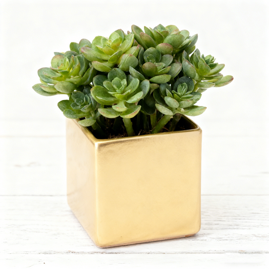 Square Shaped Ceramic Decor Pot